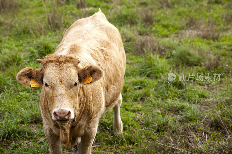 西班牙加利西亚草地上的“Rubia gallega”小牛。